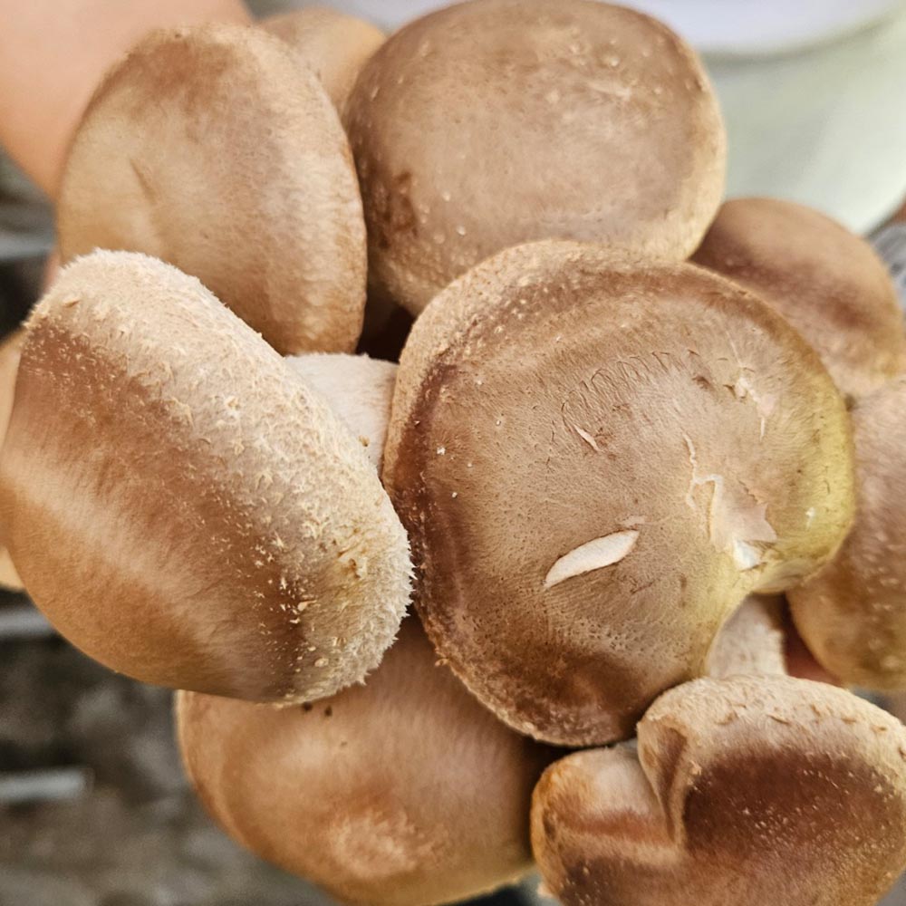 국내산 실속형 못난이/특품 표고버섯 2-8kg