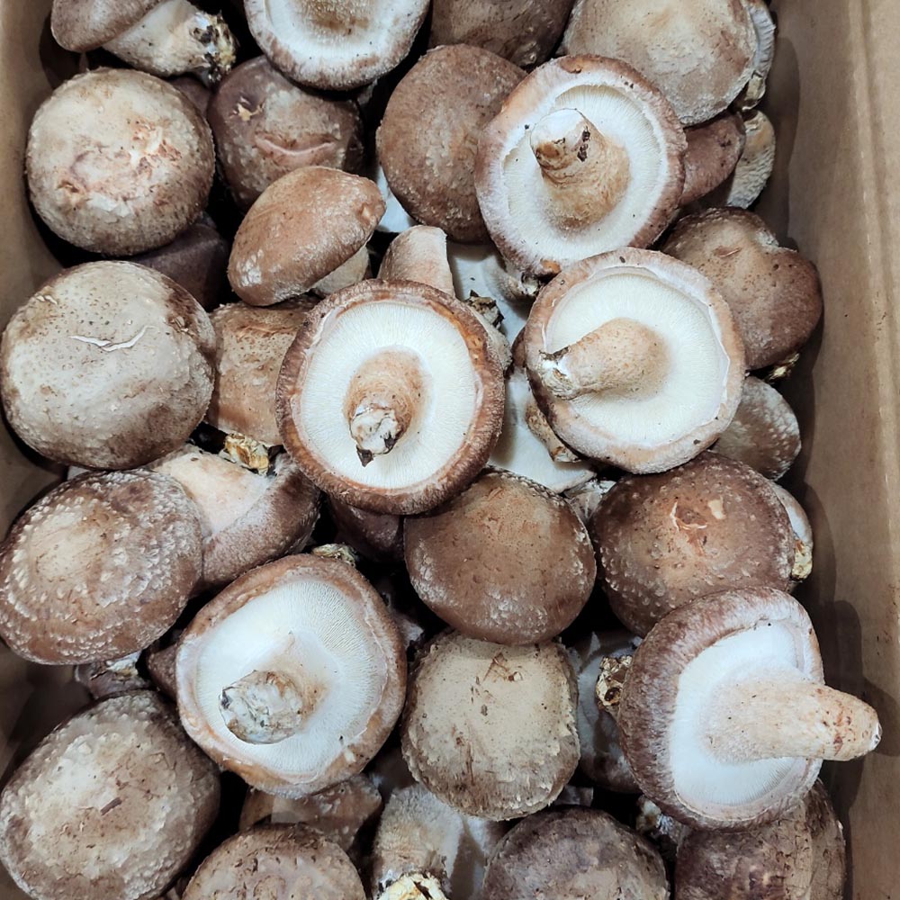 국내산 실속형 못난이/특품 표고버섯 2-8kg