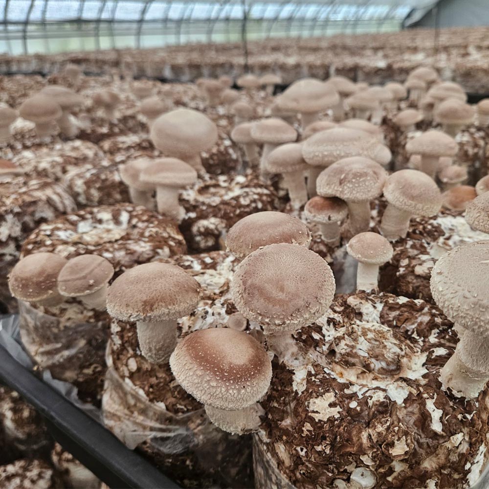 국내산 실속형 못난이/특품 표고버섯 2-8kg