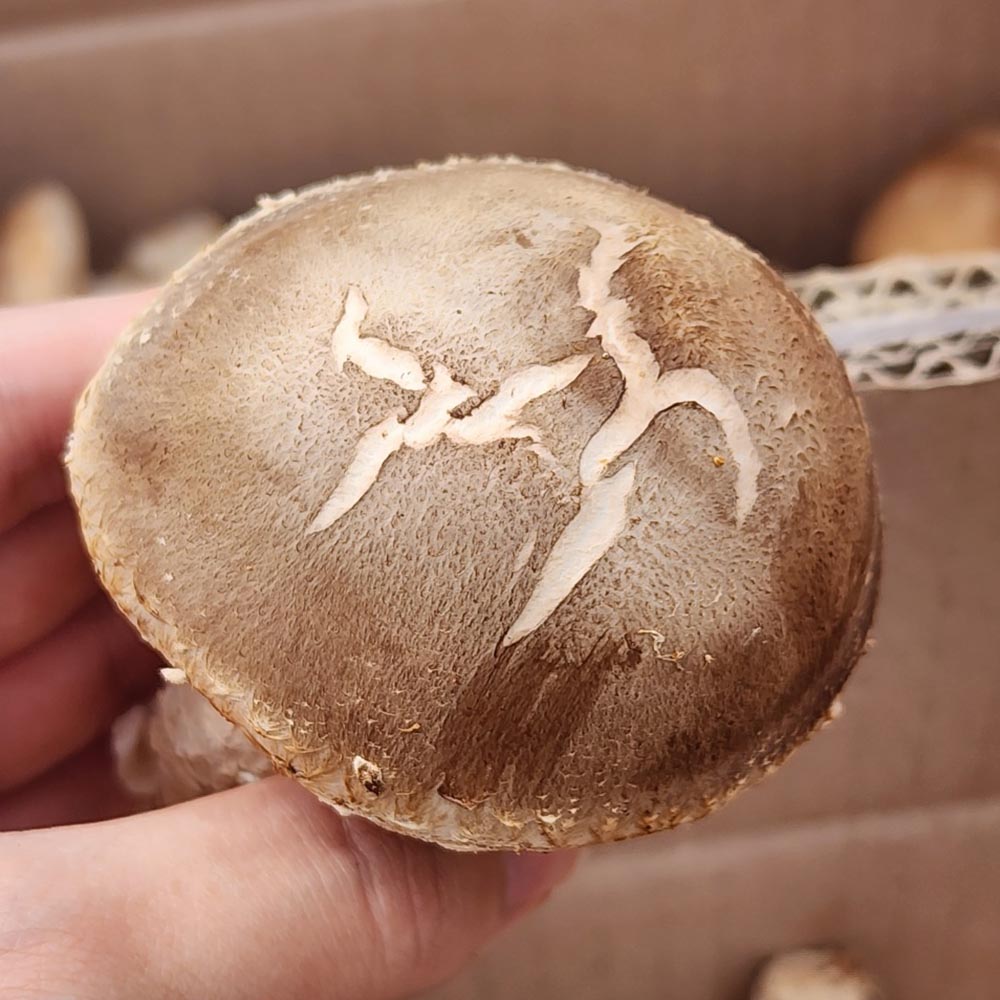 국내산 실속형 못난이/특품 표고버섯 2-8kg