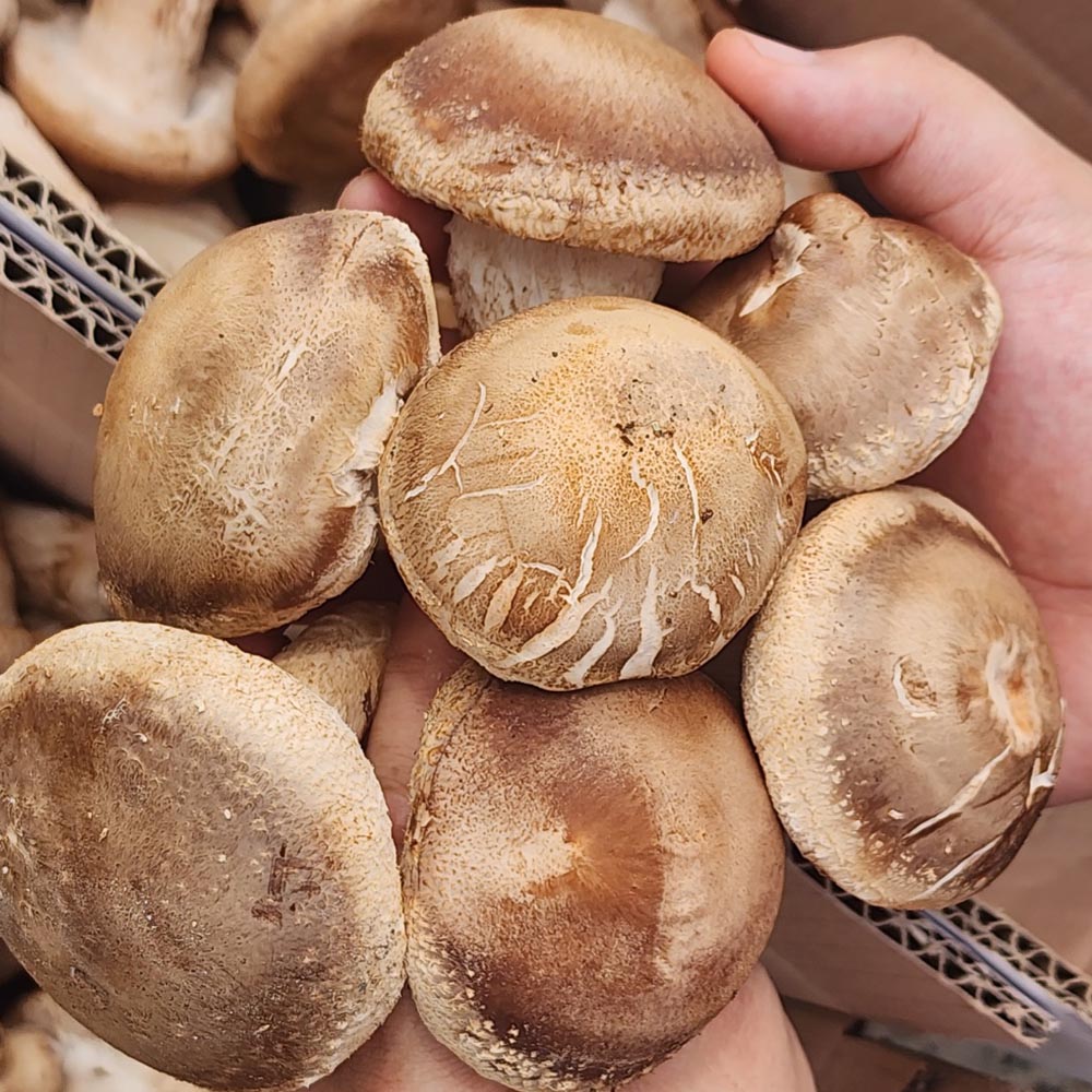 국내산 실속형 못난이/특품 표고버섯 2-8kg 대표이미지 섬네일