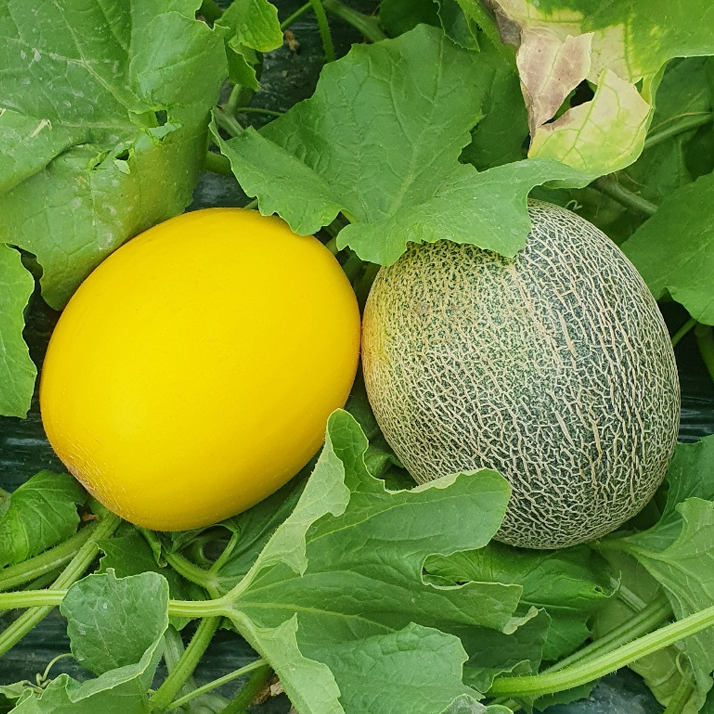 [오커늘푸] 그린 하미과 메론 주황빛 멜론 1kg 2kg 5kg