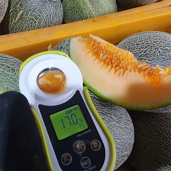 [오커늘푸] 그린 하미과 메론 주황빛 멜론 1kg 2kg 5kg