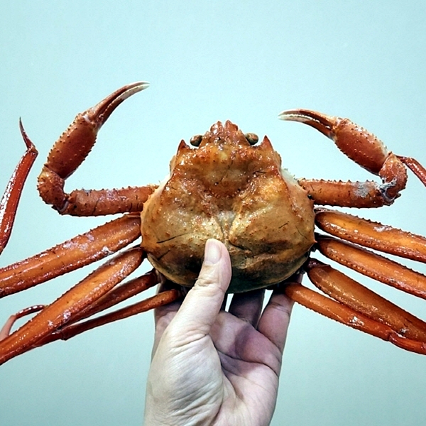 A급 박달홍게 4kg