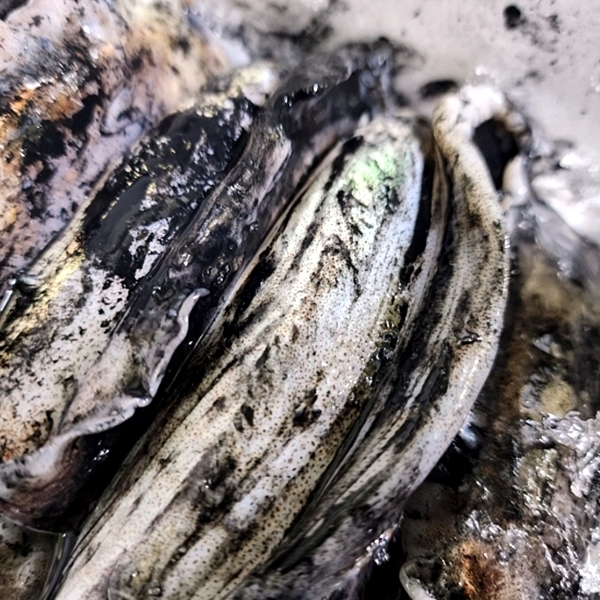 탱글 특대 갑오징어 1kg