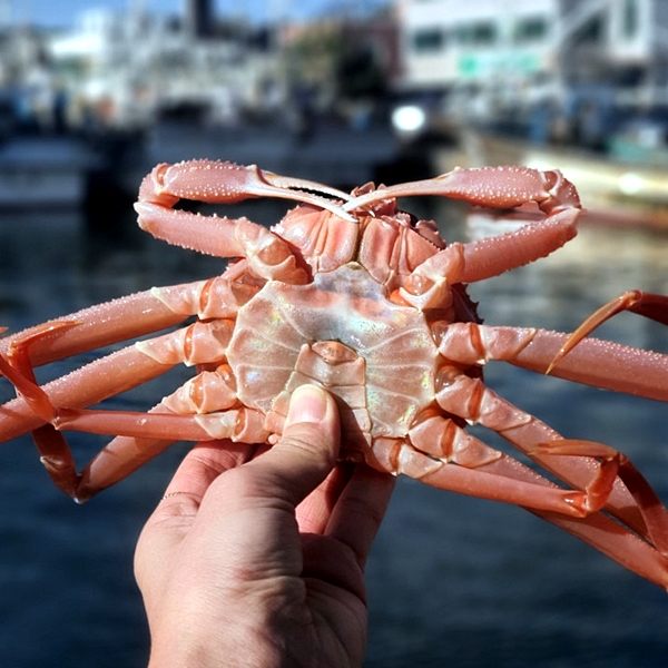 자숙대게 3.5kg