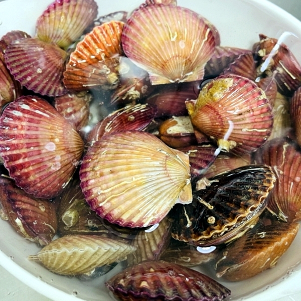 활 홍가리비 1kg