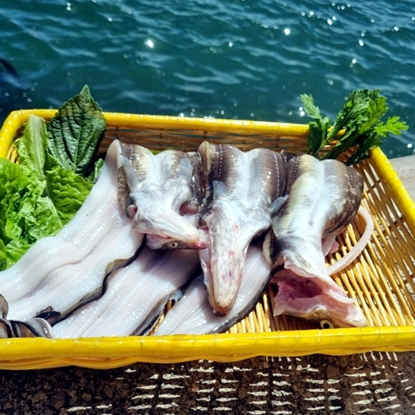 비만 바다장어 1kg