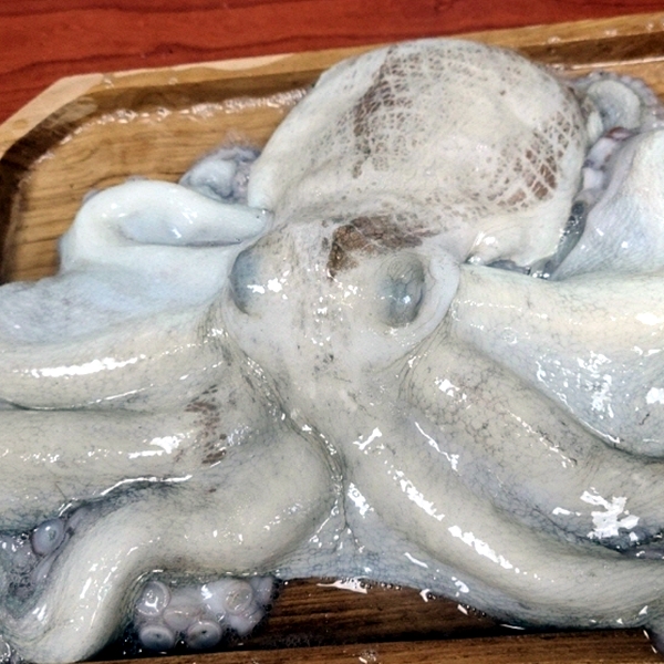 연안 1미대문어 1kg
