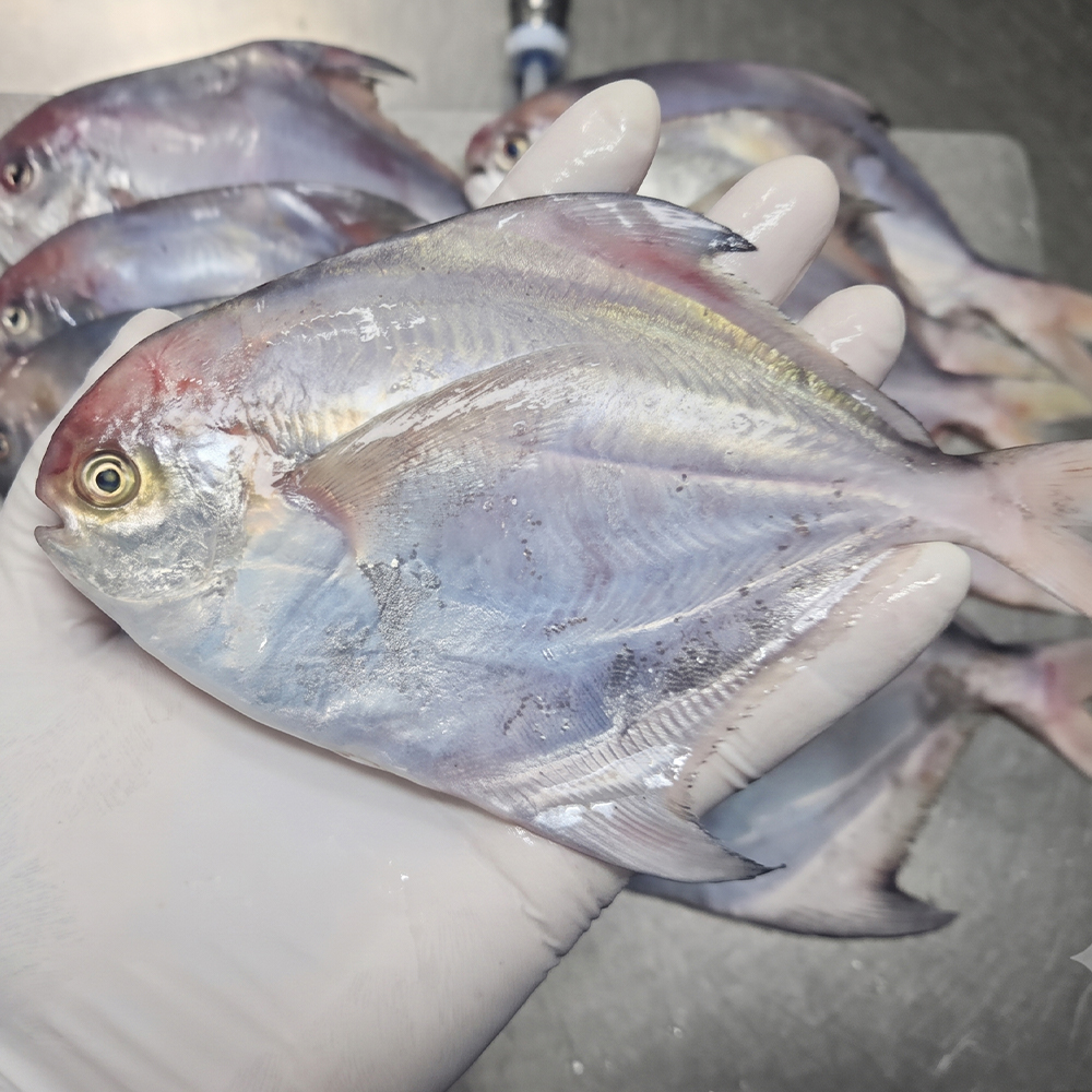 통영 갓 잡은 자연산 생물 병치 병어 1kg(7-10미)