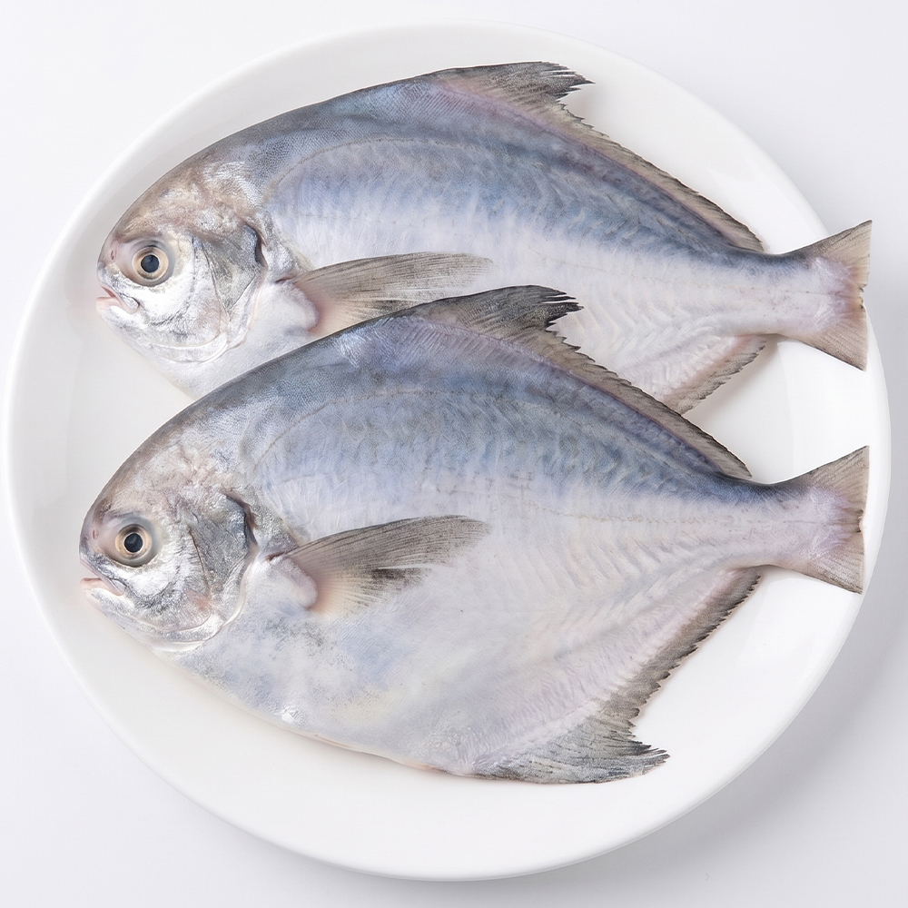 통영 갓 잡은 자연산 생물 병치 병어 1kg(7-10미)