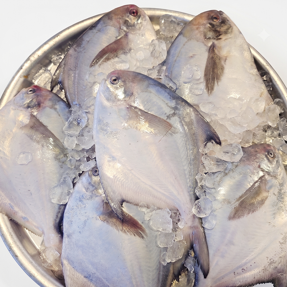 통영 갓 잡은 자연산 생물 병치 병어 1kg(7-10미) 대표이미지 섬네일