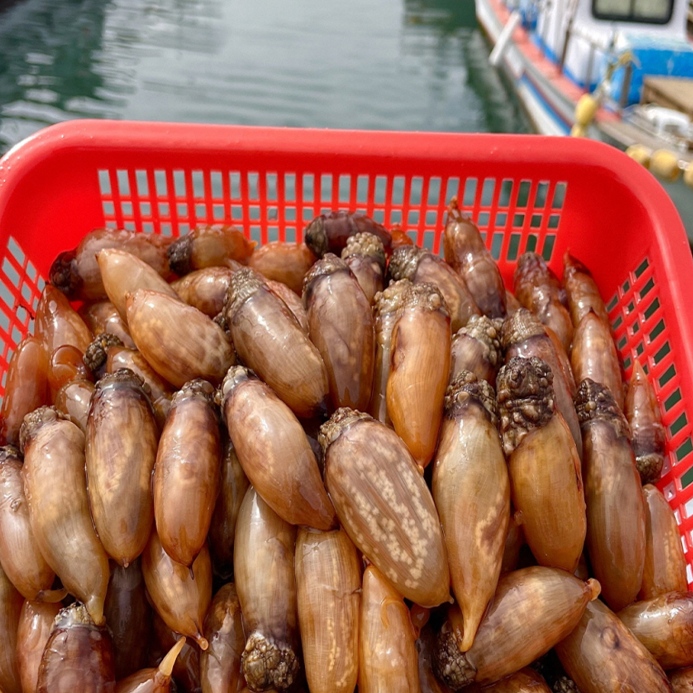 [산지직송] 남해 바다향 가득 싱싱한 참미더덕 미더덕회 오만둥이 오만디 200g 500g 1kg