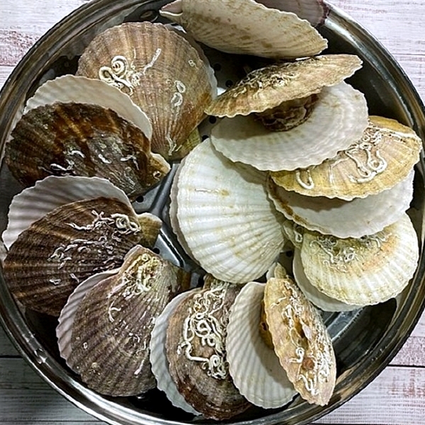 연안 대왕가리비 1kg 대표이미지 섬네일