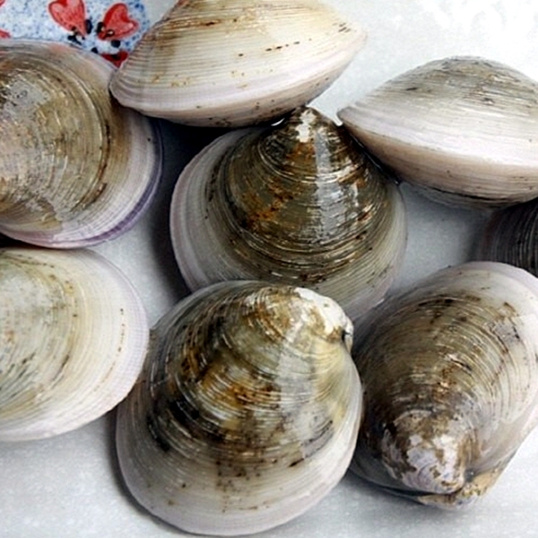 연안 모시 1kg 대표이미지 섬네일