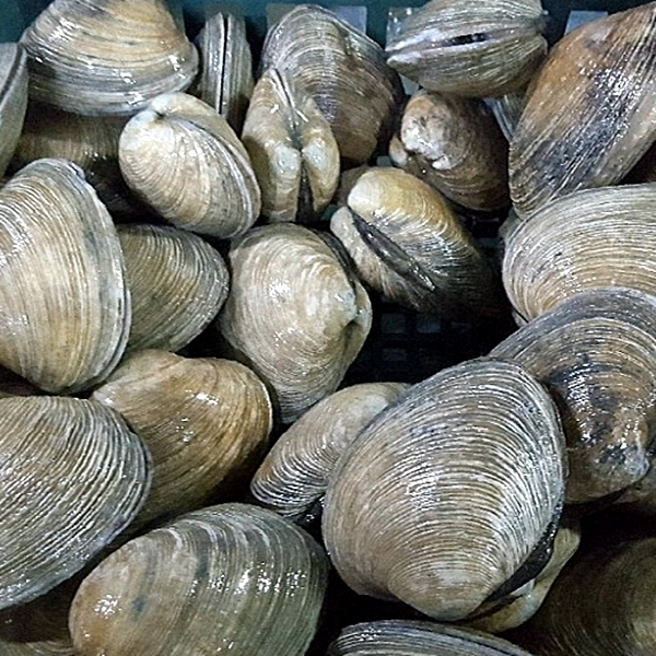 연안 대합 1kg