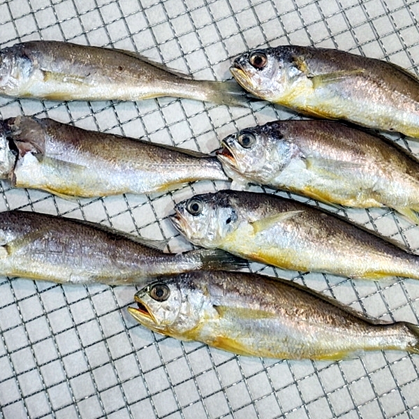 조기굴비 1kg