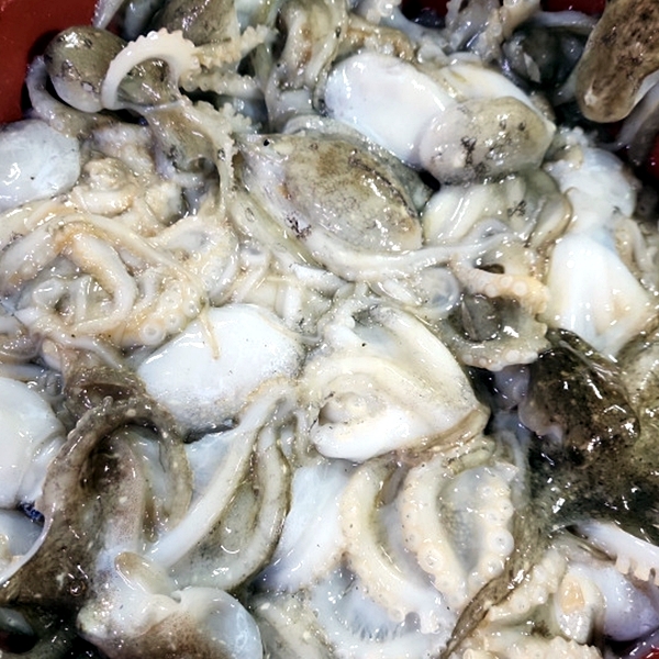 연안 활 주꾸미 1kg 대표이미지 섬네일