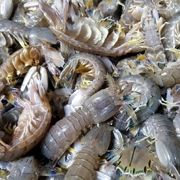 연안 활 갯가재 500g 대표이미지 섬네일