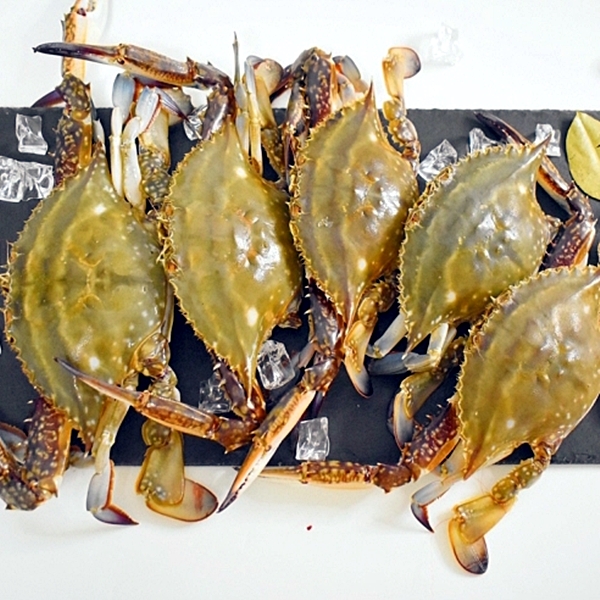 연안 활 숫게 1kg