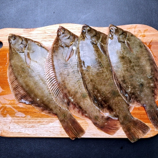 연안 활 풀도다리 1kg