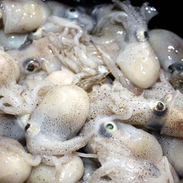 횟감 귀꼴뚜기 500g