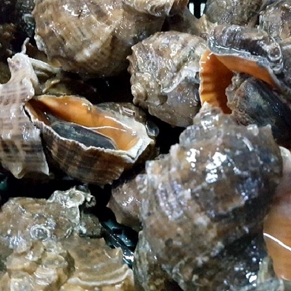 연안 주먹참소라 1kg