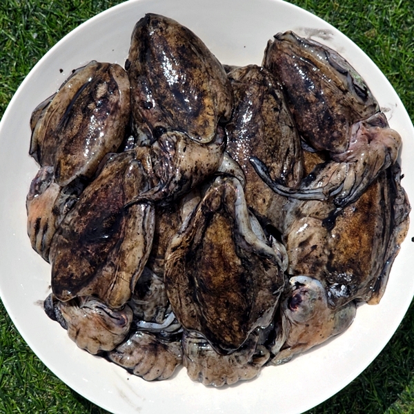 급냉 무더기 갑오징어 2kg
