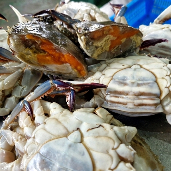 연안 급냉 봄 소암게 1kg 대표이미지 섬네일