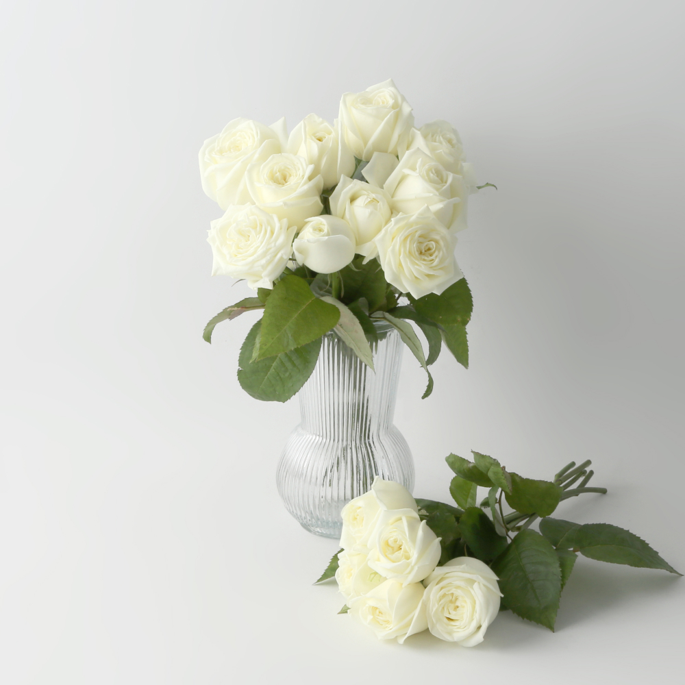 마루시아 장미