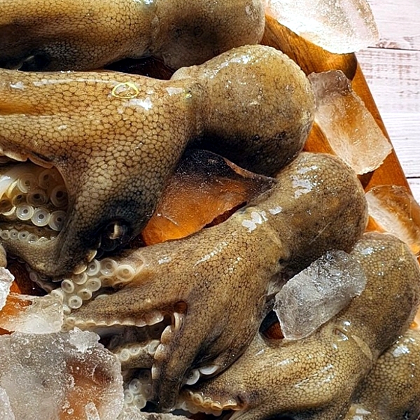 연안 활 중산 주꾸미 1kg 대표이미지 섬네일