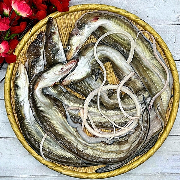 통통 바다장어 1kg