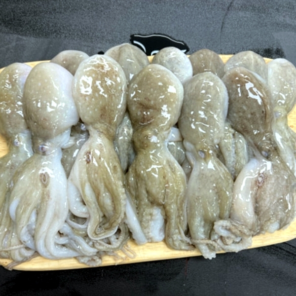 봄 제철 쭈꾸미 2kg 대표이미지 섬네일