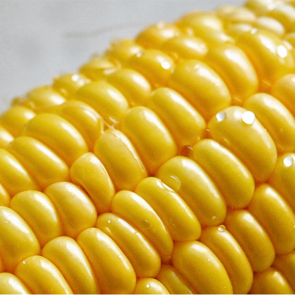 [오커최고] 제철 초당옥수수 애플 초당 옥수수