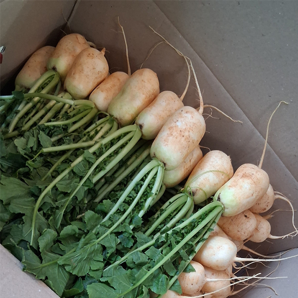 [오커최고] 여수 알타리무 3kg 5kg 10kg 무우 무시