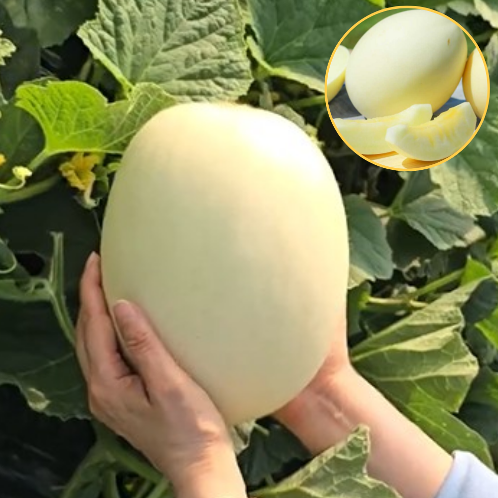 익산 홈런스타멜론 제철과일 메론 산지직송