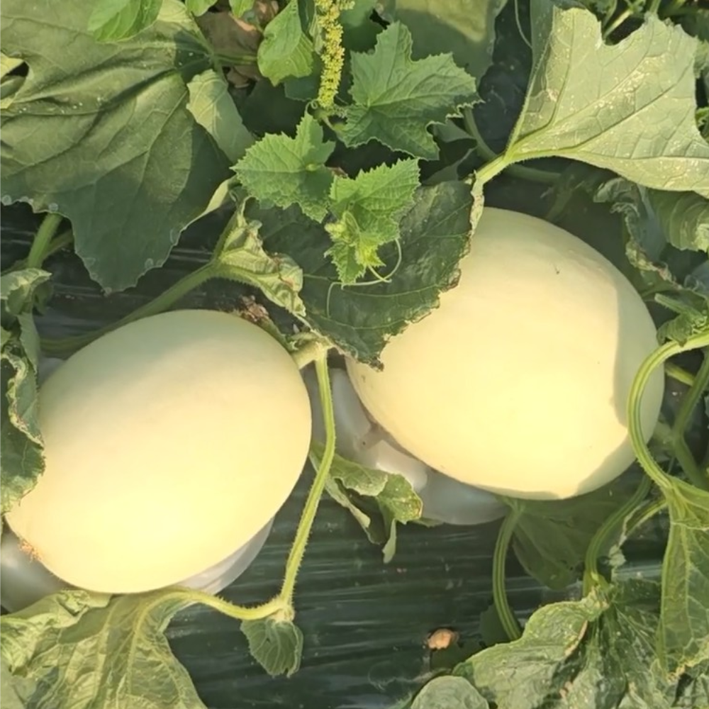 익산 홈런스타멜론 제철과일 메론 산지직송