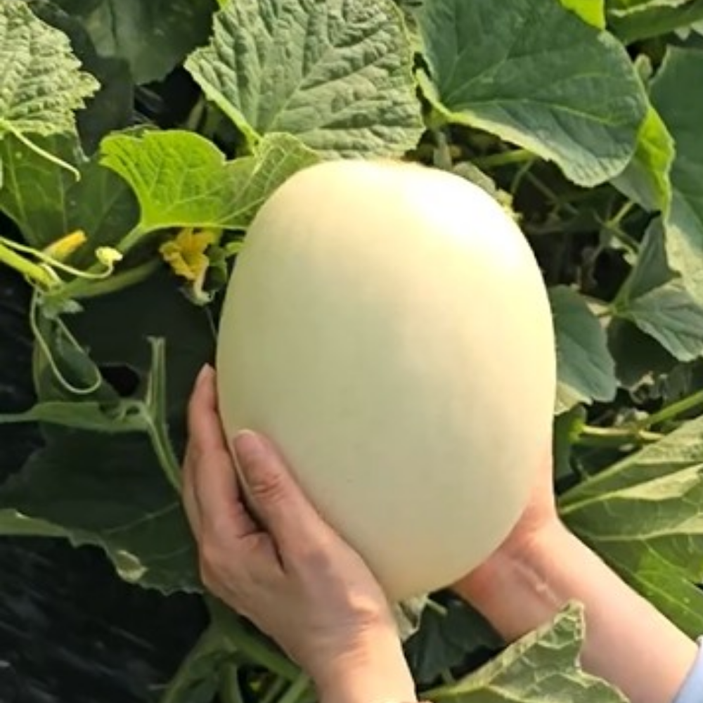 익산 홈런스타멜론 제철과일 메론 산지직송