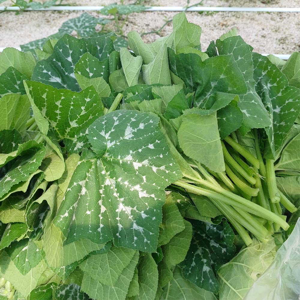 GAP인증 국내산 호박잎 500g-1kg