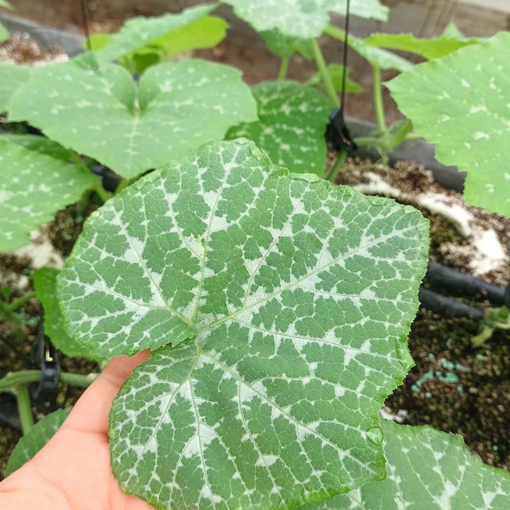 GAP인증 국내산 호박잎 500g-1kg
