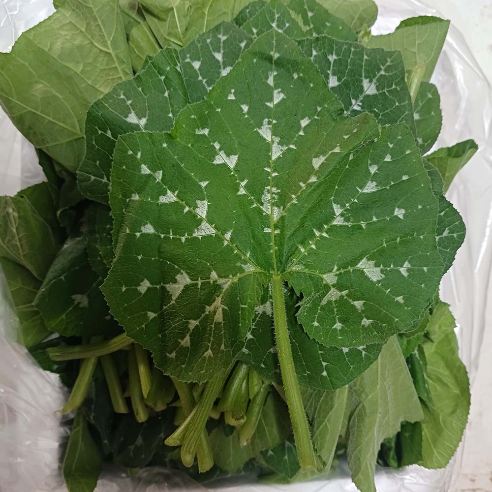 GAP인증 국내산 호박잎 500g-1kg 대표이미지 섬네일