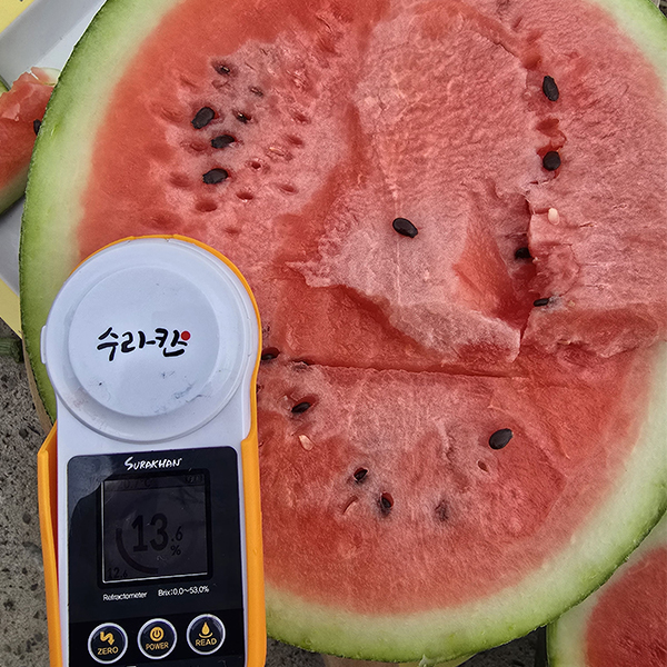 [오커늘푸] 우곡 수박 고당도 정품