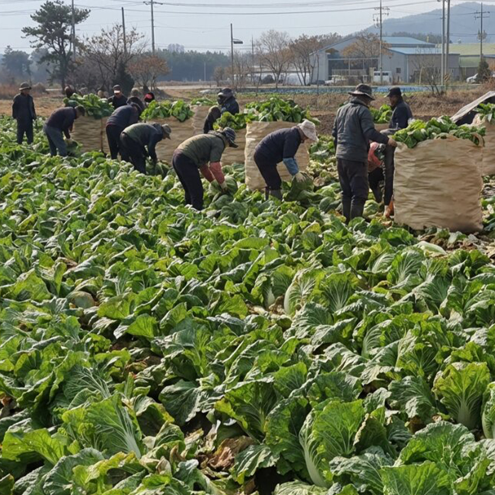 국내산 해남 배추우거지 삶은 무청 시래기