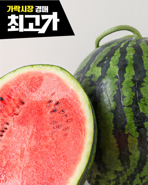 당일수확 선별 고당도 스윗수박 4-6kg