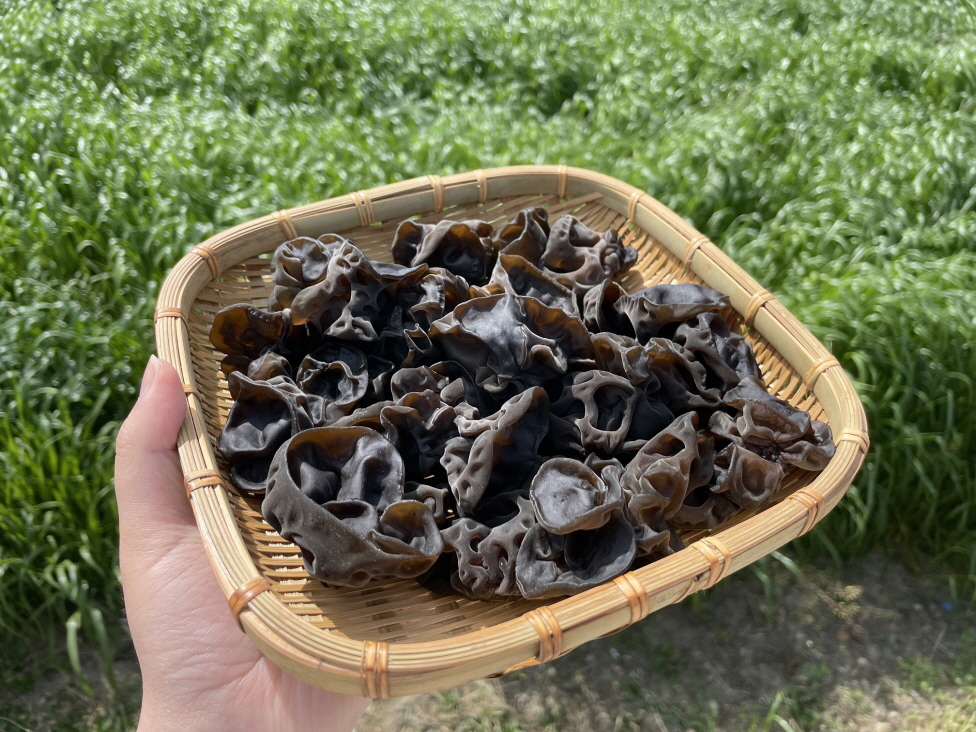 국내산 친환경 무농약인증 목이버섯 대표이미지 섬네일