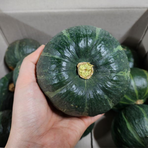 [다오소농수산]산지직송 제주밤호박 보우짱 미니단호박 2kg~