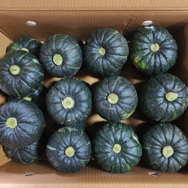 [다오소농수산]산지직송 제주밤호박 보우짱 미니단호박 2kg~