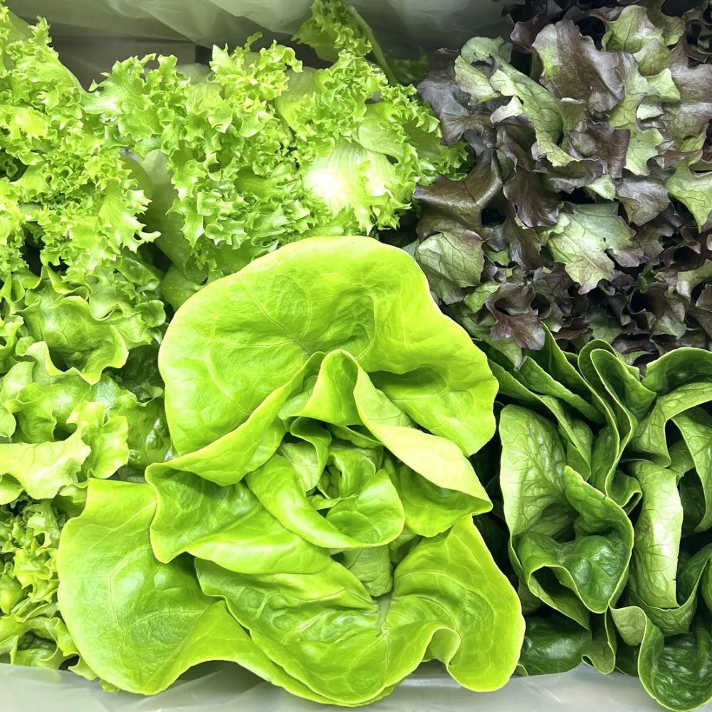 유러피안 샐러드 쌈채소 500g 1kg