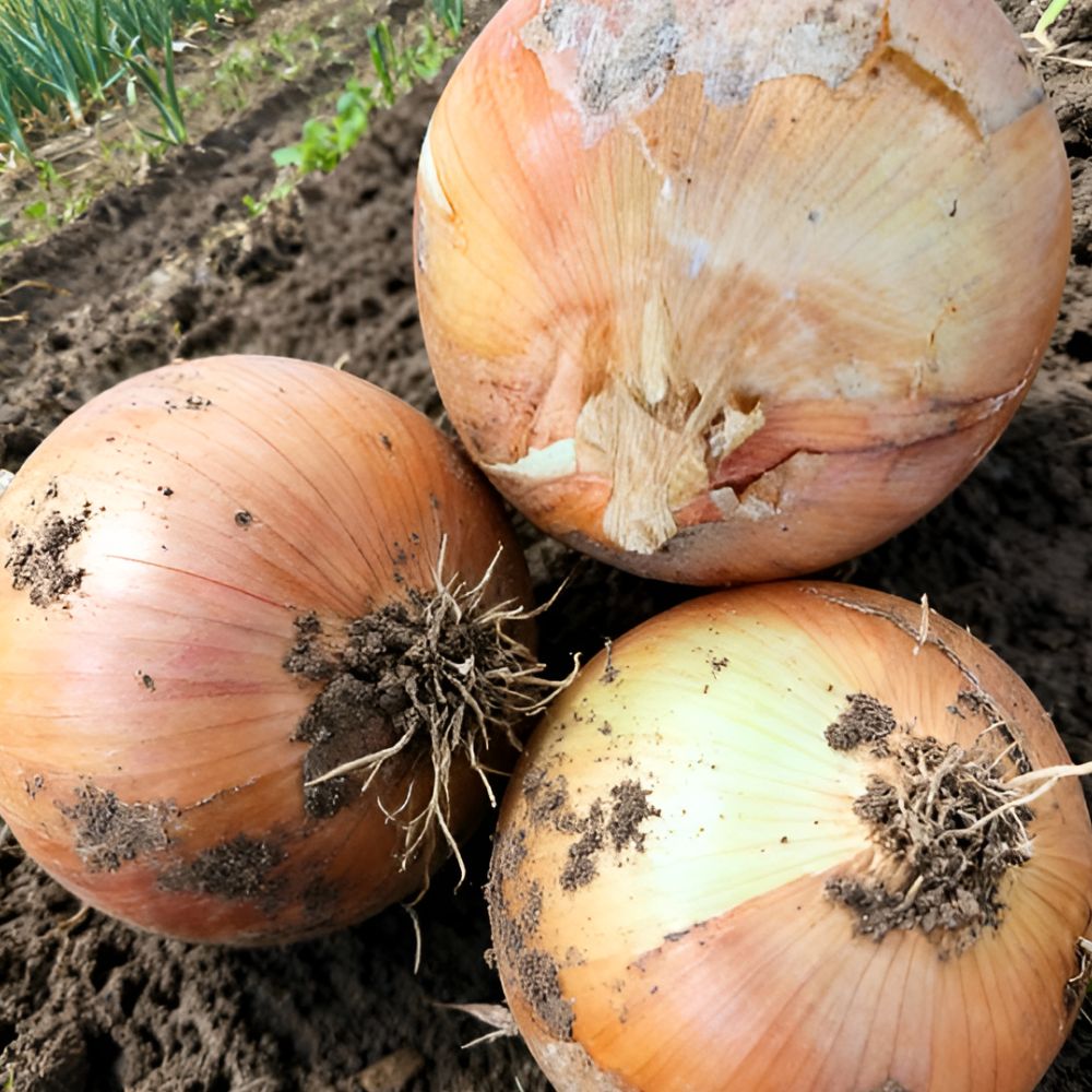 국내산 양파 2kg 3kg 5kg 9kg 중특 혼합과 실중량 산지직송