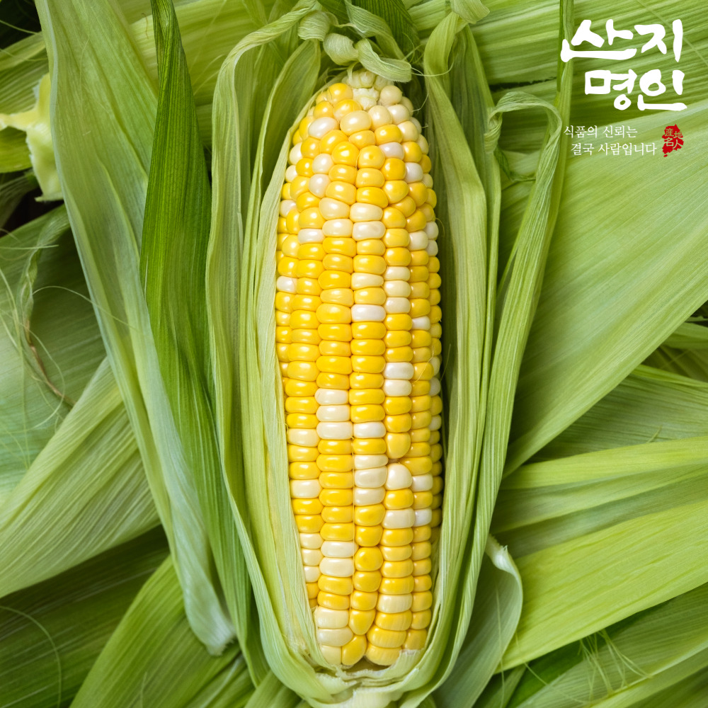 [산지명인] 해남 햇 초당옥수수 14cm이상(특품) 5개입/10개입